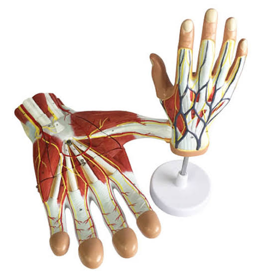 Human Hand Anatomy M...